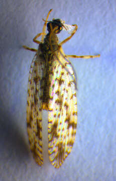 Image of Brown lacewing