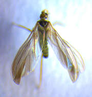 Image of Semidalis aleyrodiformis (Stephens 1836)