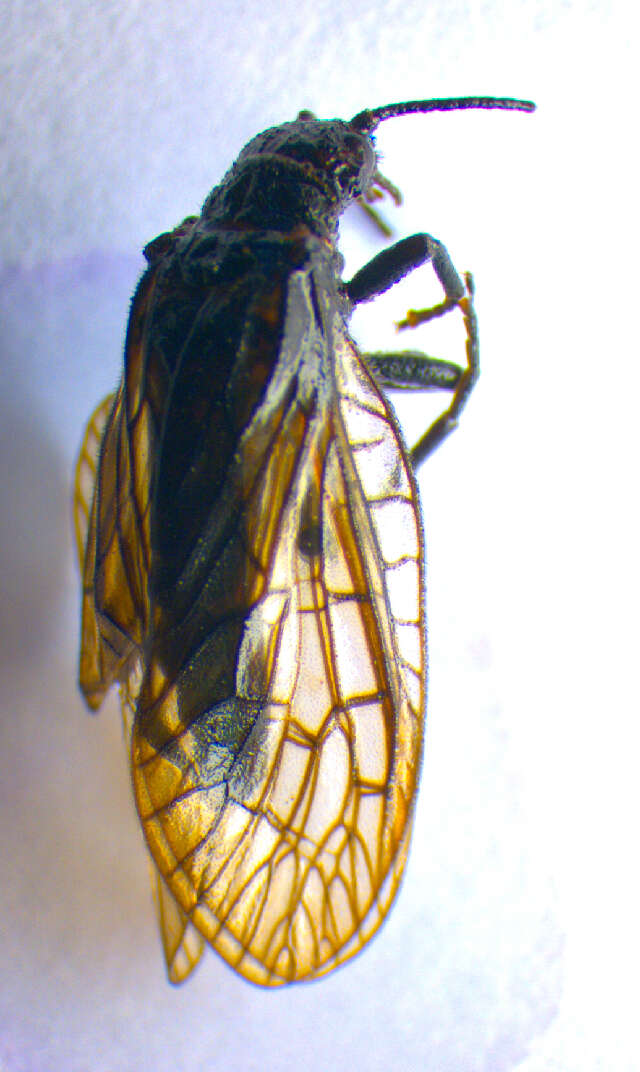 Image of Alderfly