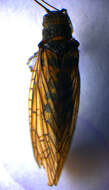 Image of Alderfly