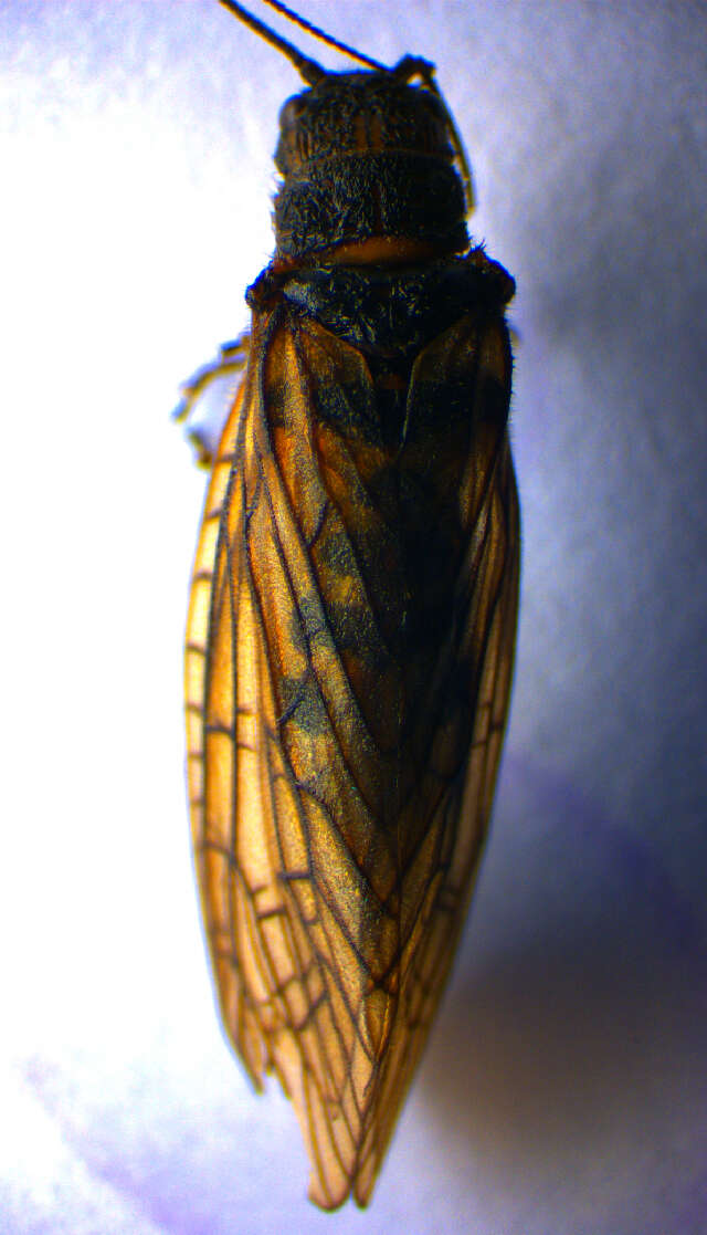 Image of Alderfly