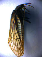 Image of Sialis nigripes Pictet 1865