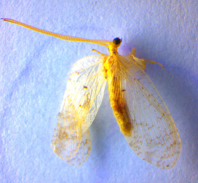 Image of brown lacewings