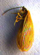Image of Sisyra terminalis Curtis 1854