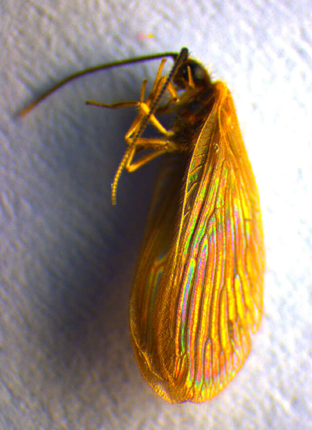 Image of Sisyra terminalis Curtis 1854