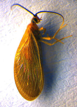 Image of Sisyra terminalis Curtis 1854