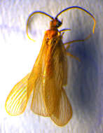 Image of Sisyra terminalis Curtis 1854