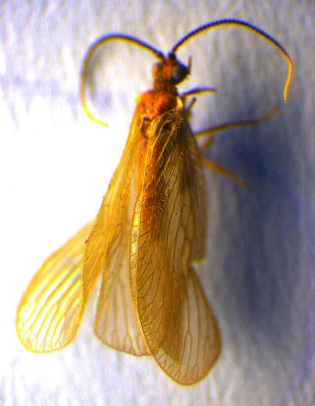 Image of Sisyra terminalis Curtis 1854