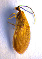 Image of Sisyra terminalis Curtis 1854