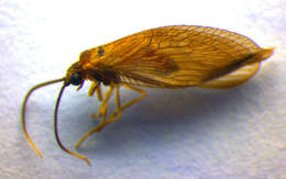 Image of Sisyra terminalis Curtis 1854