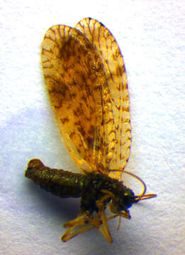 Image of Brown lacewing