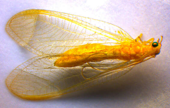 Image of Chrysoperla lucasina (Lacroix 1912)