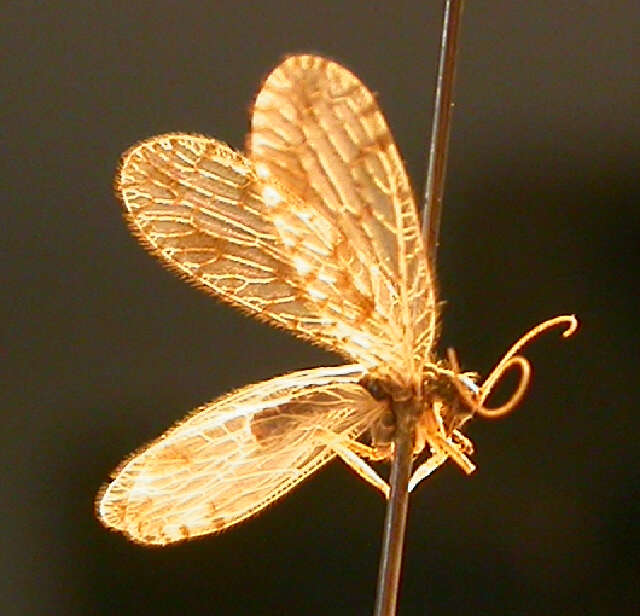 Image of Brown lacewing