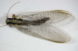 صورة Chrysopa dorsalis Burmeister 1839