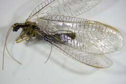 صورة Chrysopa dorsalis Burmeister 1839