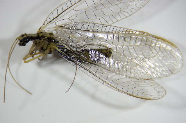 صورة Chrysopa dorsalis Burmeister 1839