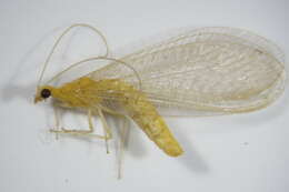 Image of Chrysoperla pallida Henry et al. 2002