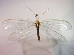 Image of scarce orange-headed lacewing