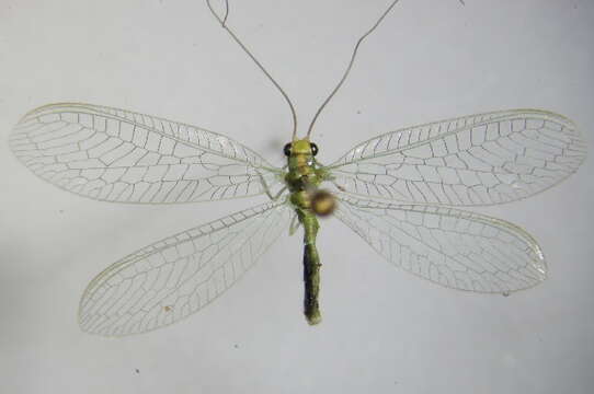 صورة Chrysopa viridana Schneider 1845