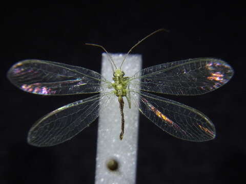 Image of Cunctochrysa albolineata (Killington 1935)