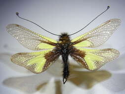 Image of Owly sulphur