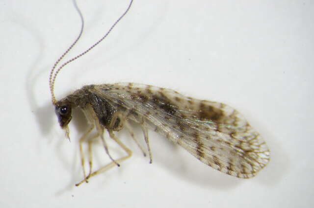 Image of Brown lacewing