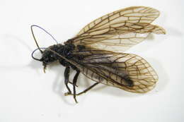 Image of Alderfly