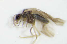 Image of Semidalis aleyrodiformis (Stephens 1836)