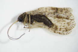 Image of Brown lacewing