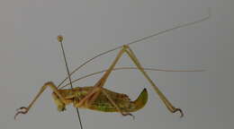 Image of striped bush-cricket