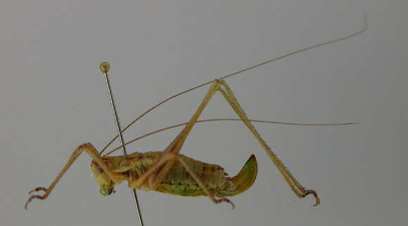 Image of striped bush-cricket