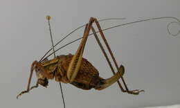 Image of saw-tailed bush-cricket