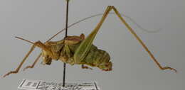 Image of saw-tailed bush-cricket