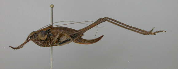 Image of dark bush-cricket