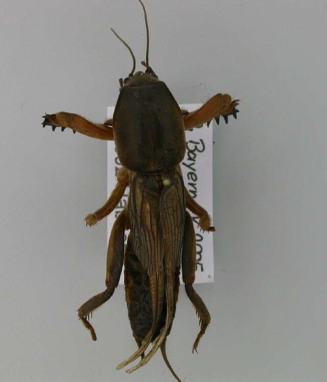 Image of Gryllotalpoidea
