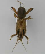 Image of European Mole Cricket