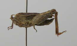 Image of long-horned ground-hopper