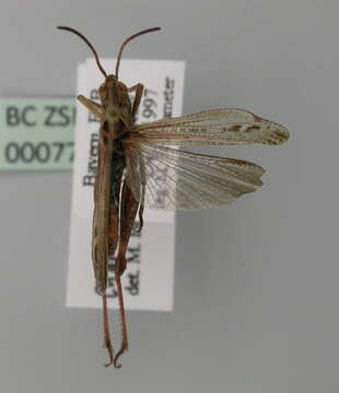 Image of bow-winged grasshopper