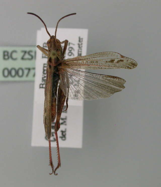 Chorthippus (Glyptobothrus) biguttulus (Linnaeus 1758) resmi