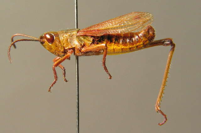 Image of Pseudochorthippus parallelus parallelus (Zetterstedt 1821)