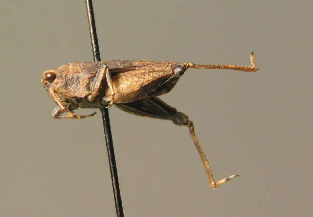 Image of long-horned ground-hopper