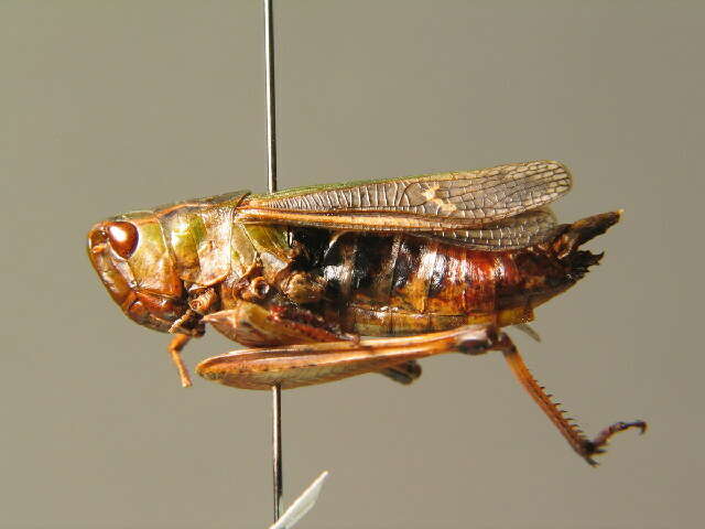 Image of stripe-winged grasshopper