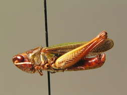 Image of stripe-winged grasshopper