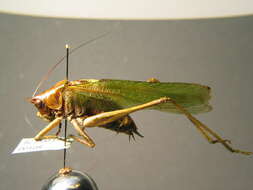 Image of Great green bushcricket