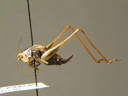 Image of two-coloured bush-cricket