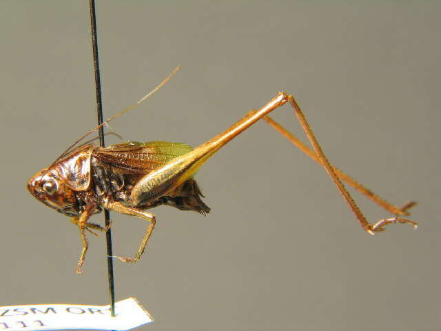 Image of two-coloured bush-cricket