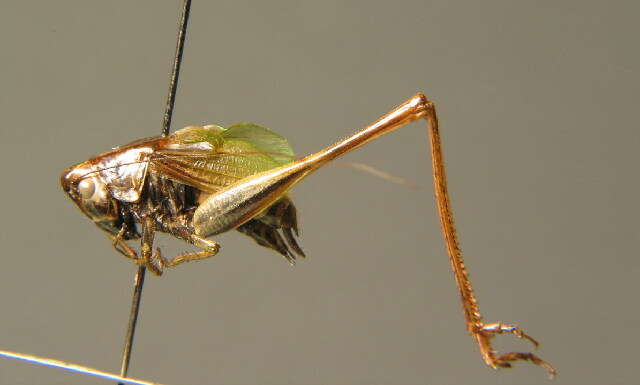 Image of two-coloured bush-cricket