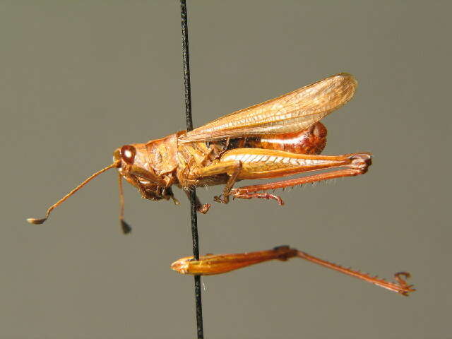 Image of rufous grasshopper