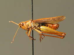 Image of rufous grasshopper