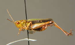 Image of stripe-winged grasshopper